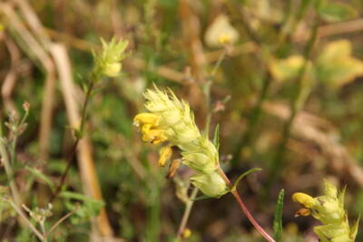 Großer Klappertopf (Rhinanthus serotinus)