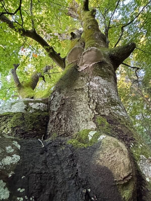 Alte Buche Martinsried