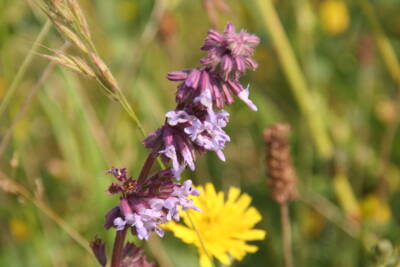 Quirlblütiger Salbei (Salvia verticillata)