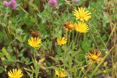 Weidenblättriges Ochsenauge (Buphthalmum salicifolium)