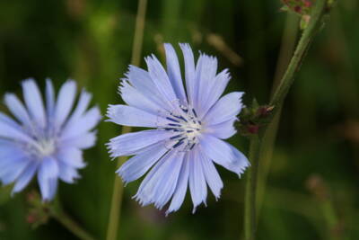 Gemeine Wegwarte (Cichorium intybus)