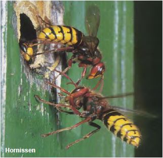 Hornissen