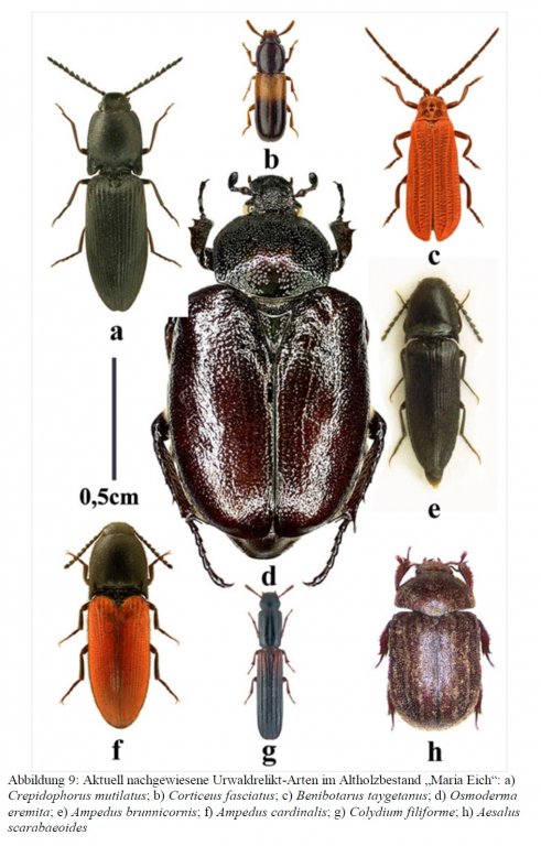 Käfer Maria Eich Urwaldreliktarten