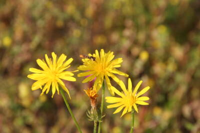 Wiesen-Pippau (Crepis biennis)