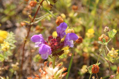 Große Brunelle (Prunella grandiflora)