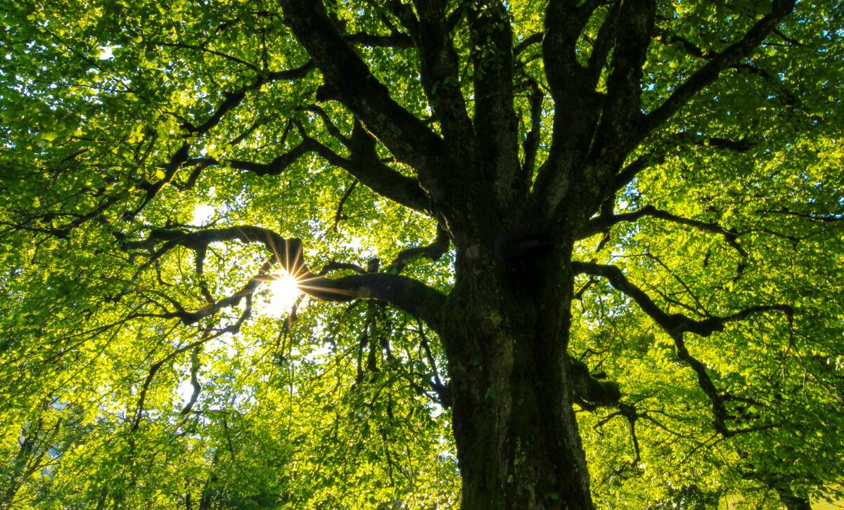 Eiche im Gegenlicht