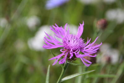 Wiesen-Flockenblume (Centaurea jacea)