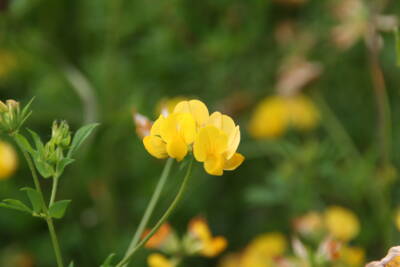 Gemeiner Hornklee (Lotus corniculatus)