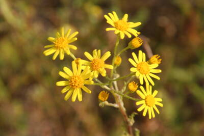 Raukenblättriges Greiskraut (Senecio erucifolius)