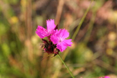 Karthäusernelke (Dianthus carthusianorum)