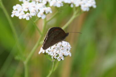 Schafgarbe (Achillea millefolium)