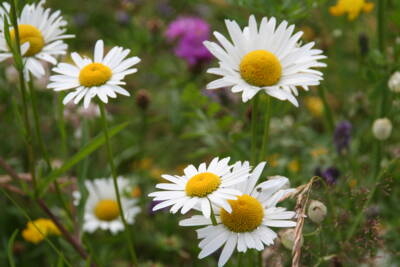 Margerite (Leucanthemum vulgare)