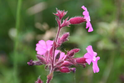 Rote Lichtnelke (Silene dioica)