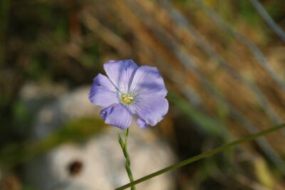 Ausdauernder Lein (Linum perenne)