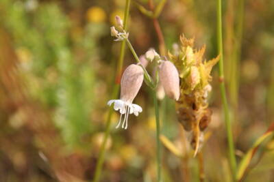 Taubenkropf-Leimkraut (Silene vulgaris)