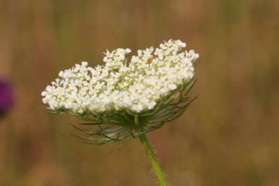 Wilde Möhre (Daucus carota)