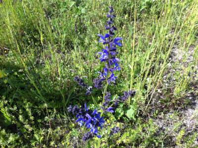 Wiesen-Salbei (Salvia pratensis)