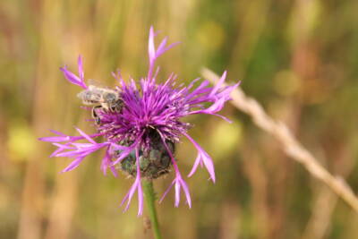 Skabiosen-Flockenblume (Centaurea scabiosa)