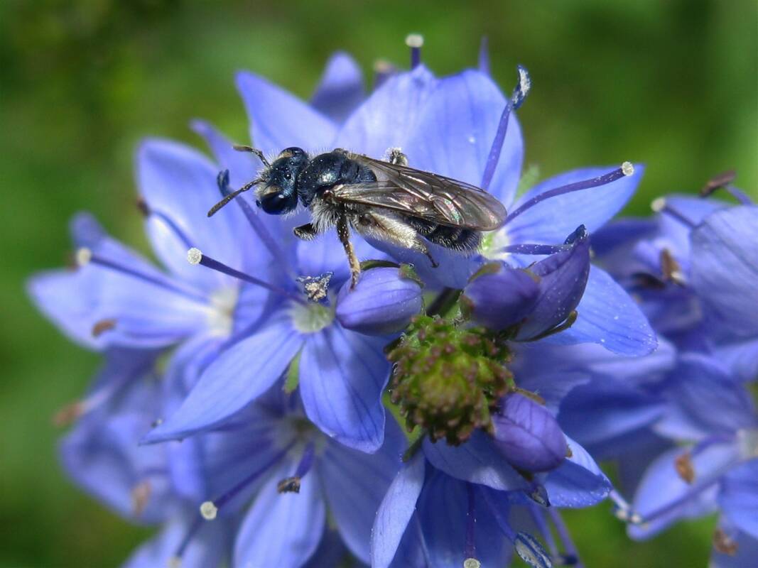 Blaue Ehrenpreis-Sandbiene